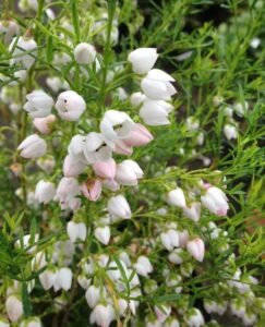 Boronia 'Ice Charlotte' 6" Pot features clusters of small white and pale pink bell-shaped flowers among slender green leaves, ideal for charming garden displays or as an indoor accent.