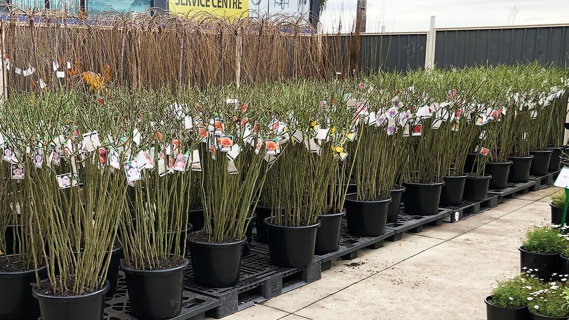 Hello Hello Plants Bare root roses floor stock