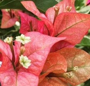 Close-up of Bougainvillea bambino 'Honey Rose' in an 8" pot, featuring vibrant pink bracts with small white flowers at the center, set among lush green foliage.
