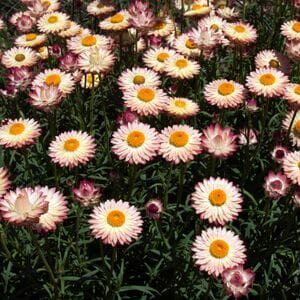 A cluster of light pink and white Bracteantha 'Kimba Jewel' Native Paper Daisy with yellow centers blooms closely together in a 6" pot.