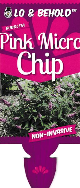 Hello Hello Plants Nursery Melbourne Victoria Australia Buddleja Lo and Behold ™ Pink Micro Chip Front Label