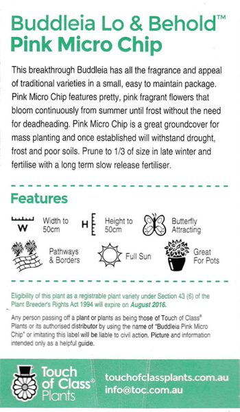 Hello Hello Plants Nursery Melbourne Victoria Australia Buddleja Lo and Behold ™ Pink Micro Chip Rear Label