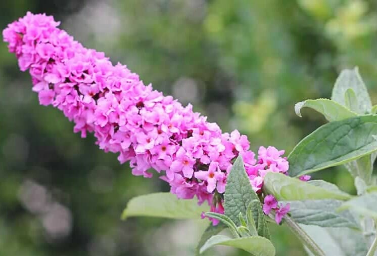 A close-up of Buddleja Lo and Behold™ 'Pink Micro Chip' in an 8" pot features clusters of delicate pink blossoms amid green leaves, set against a softly blurred natural background.