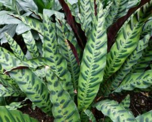 Close-up of the Calathea 'Rattlesnake' Plant in a 6" pot, featuring dense green, lance-shaped leaves with dark oval markings and wavy edges.