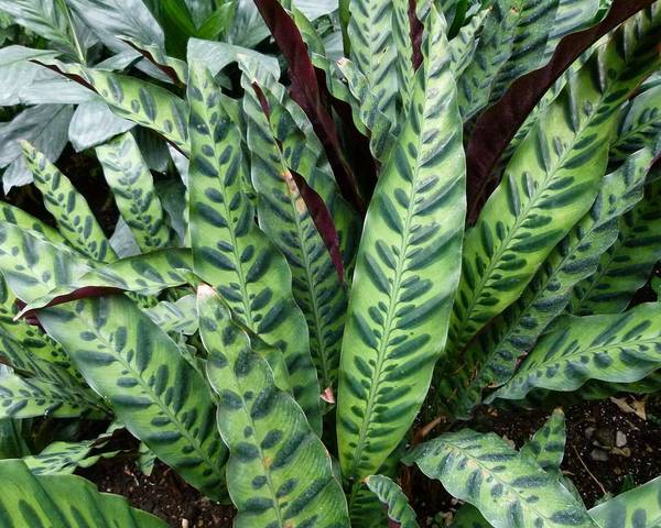 Close-up of the Calathea 'Rattlesnake' Plant in a 6" pot, featuring dense green, lance-shaped leaves with dark oval markings and wavy edges.