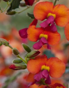 Close-up of vibrant orange and magenta Chorizema 'Bush Flame Pea' flowers with yellow centers and green buds in a 6" pot, set against a blurred background.