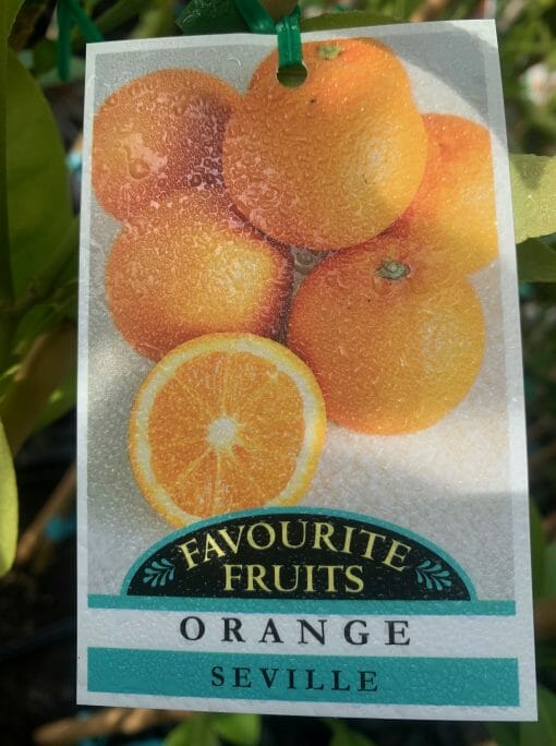 Citrus Orange Tree 'Seville' 10" Pot