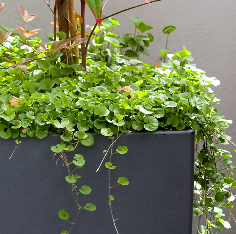 Dichondra repens 8" Pot