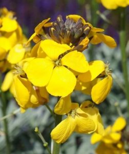 Close-up of Erysimum 'Fragrant Sunshine' PBR Wallflower in a 6" pot, featuring vivid yellow blooms and buds with a softly blurred green and purple background.
