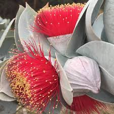 Close-up of Eucalyptus macrocarpa 'Mottlecah' 10" Pot, showing bright red flowers with yellow stamens, grey-green leaves, and a closed flower bud.