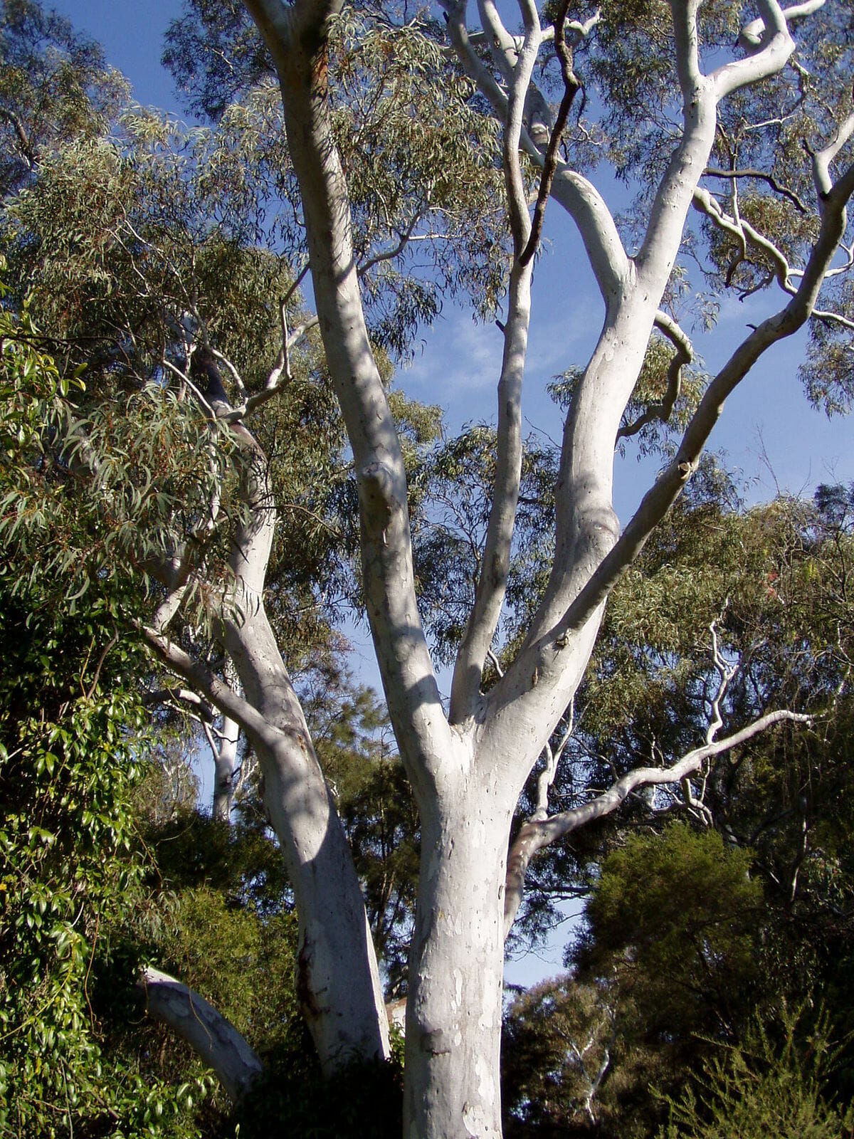 Eucalyptus mannifera 'Brittle Gum' 16" Pot