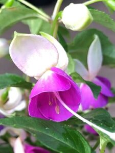 Close-up of Fuchsia Fuchsita® 'Blush Violet' in a 6" pot, highlighting its vibrant purple petals, blush violet hues, white sepals, and lush green leaves in the background.