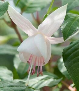 Close-up of a Fuchsia Fuchsita® 'Polar White' flower in a 6" pot, featuring pale pink stamens and green leaves.