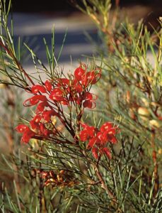A close-up of Grevillea 'Bon Accord' in a 6" pot, featuring slender green leaves and clusters of bright red, spidery flowers.