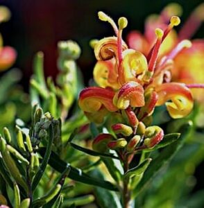 Close-up of Grevillea 'Little Sparkler' 8" Pot, showing yellow and orange curved petals with green leaves and buds in sunlight. Perfect for brightening gardens, this compact variety flourishes in an 8-inch pot.