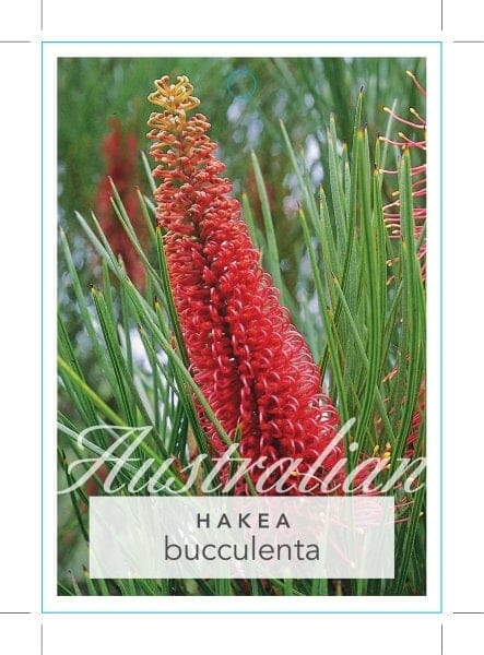 Hakea bucculenta 'Red Pokers'