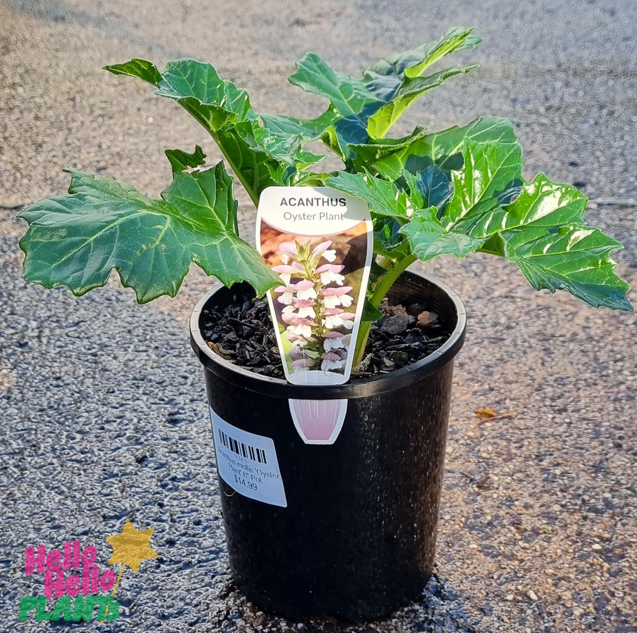 Acanthus 'Oyster Plant' 6" Pot