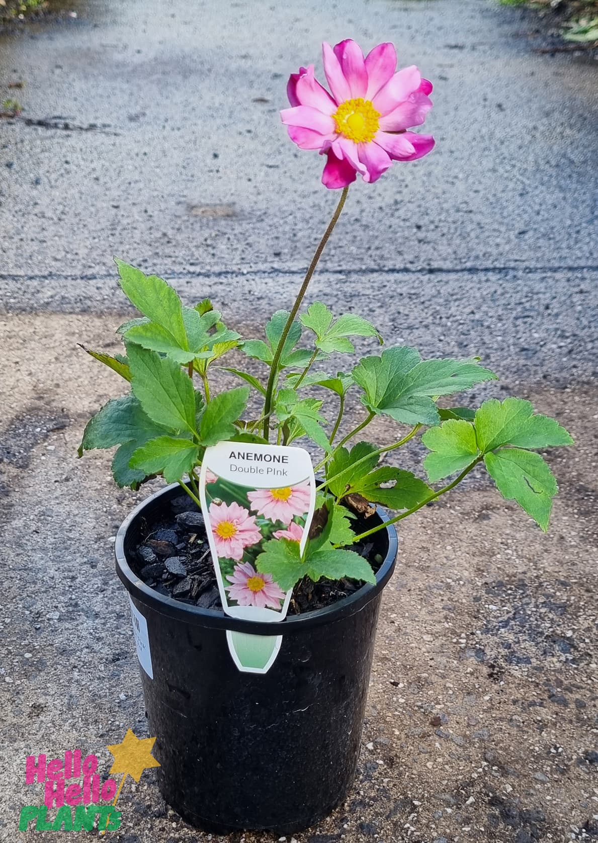 Anemone 'Double Pink' Windflower 6" Pot