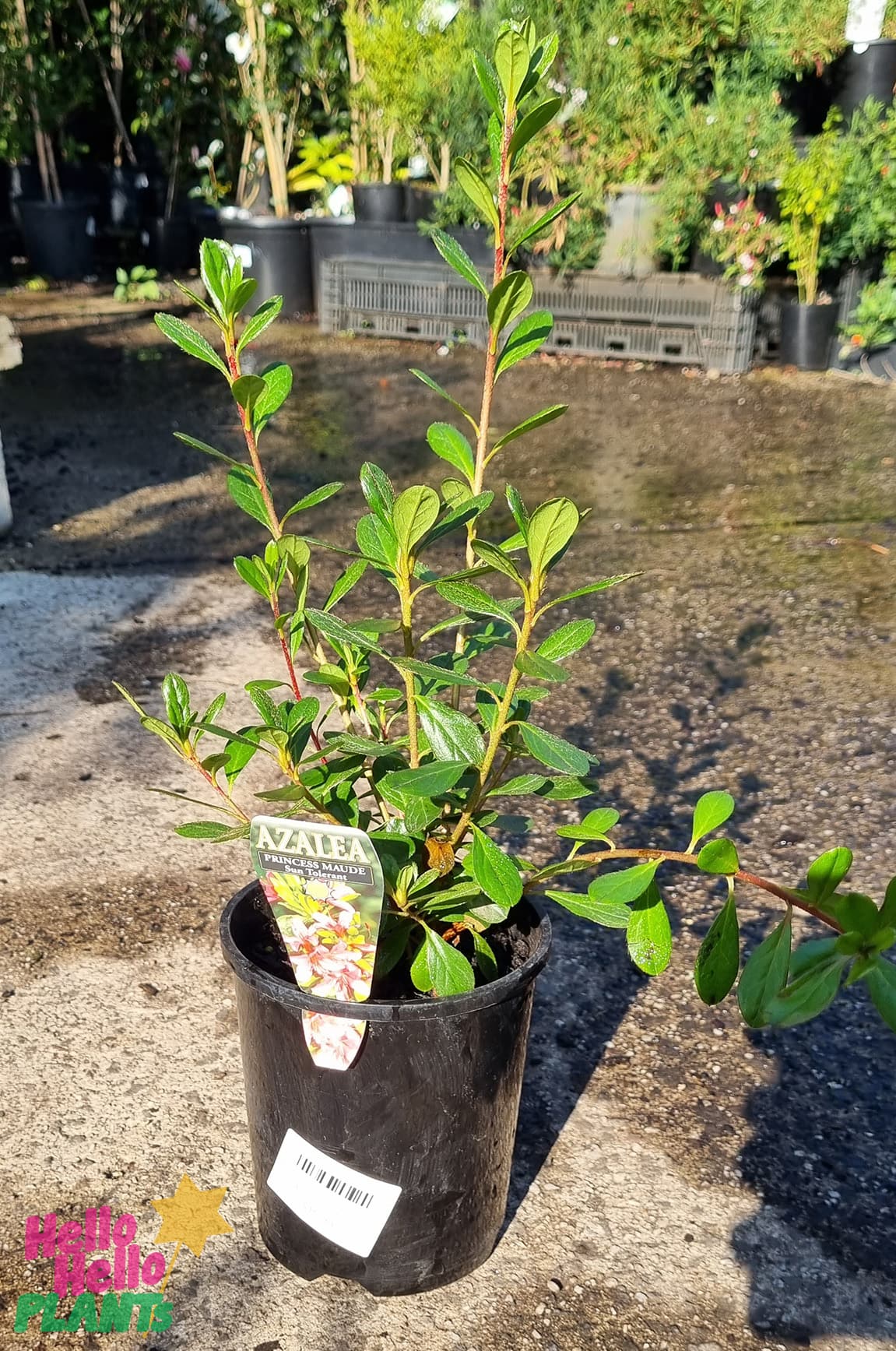Azalea kurume 'Princess Maude' 6" Pot