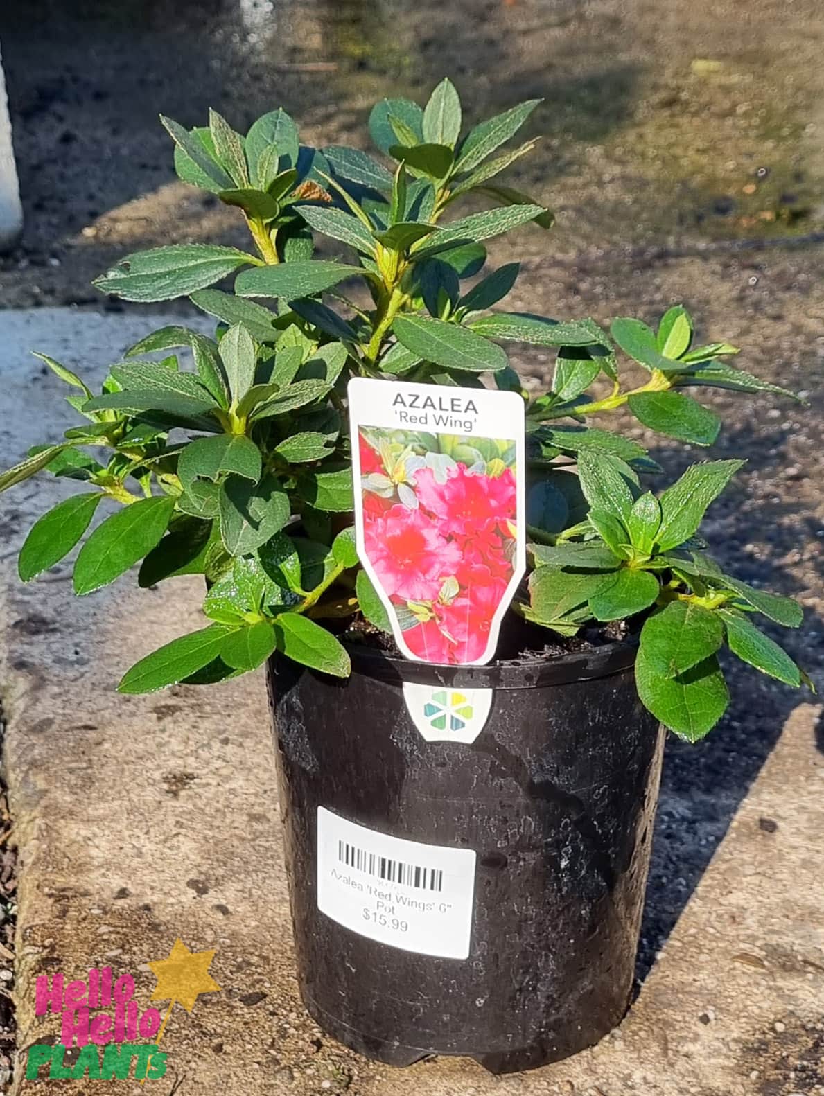Azalea 'Red Wings' 6" Pot