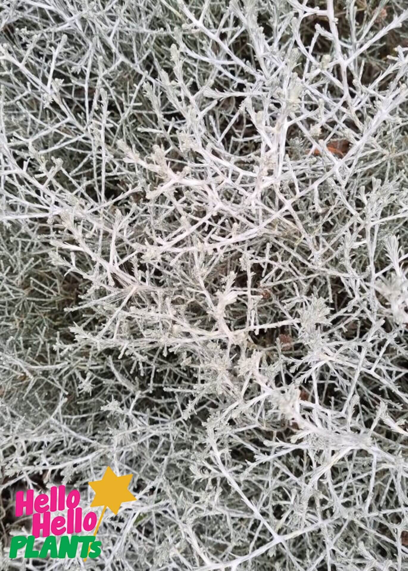 Leucophyta 'Cushion Bush'