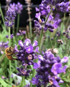 A bee gathers nectar from a blooming Lavandula 'Aromatico Blue' Dwarf Lavender in a 6" pot, surrounded by other purple blossoms and lush green foliage.