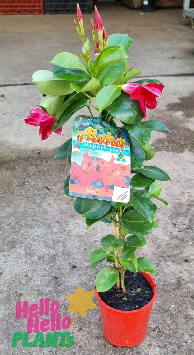 Mandevilla 'Aloha Dark Red' 6" Pot