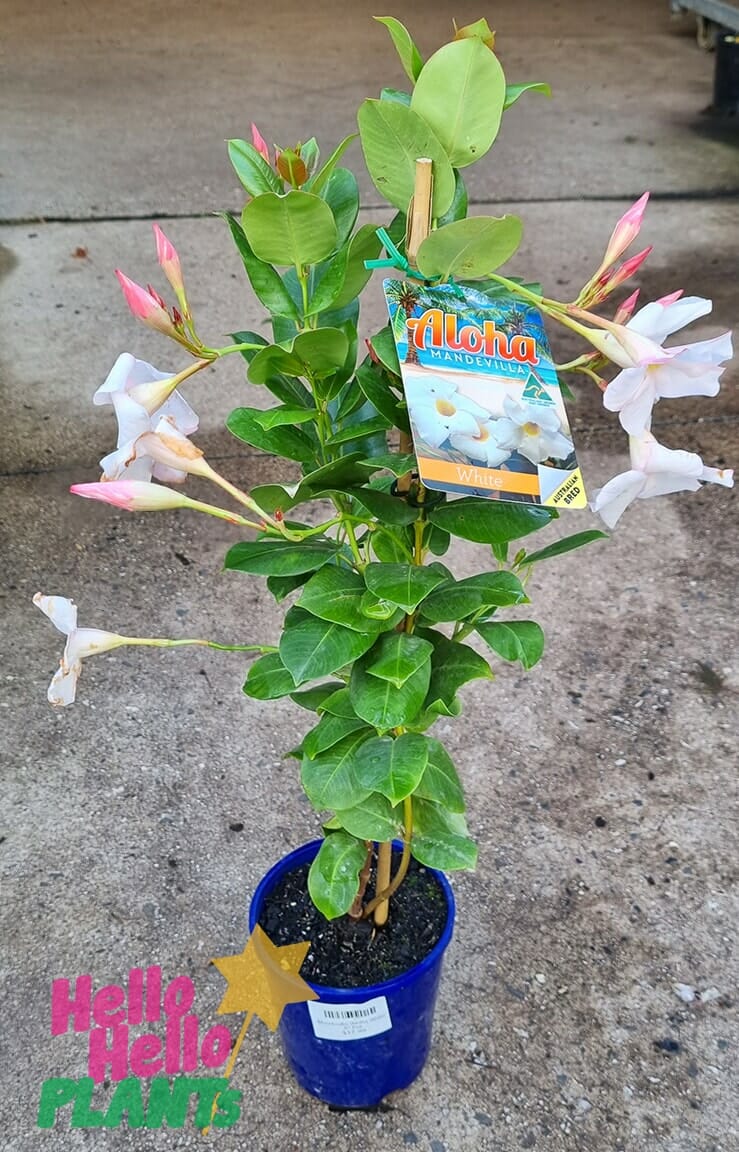 Mandevilla 'Aloha White' 6" Pot