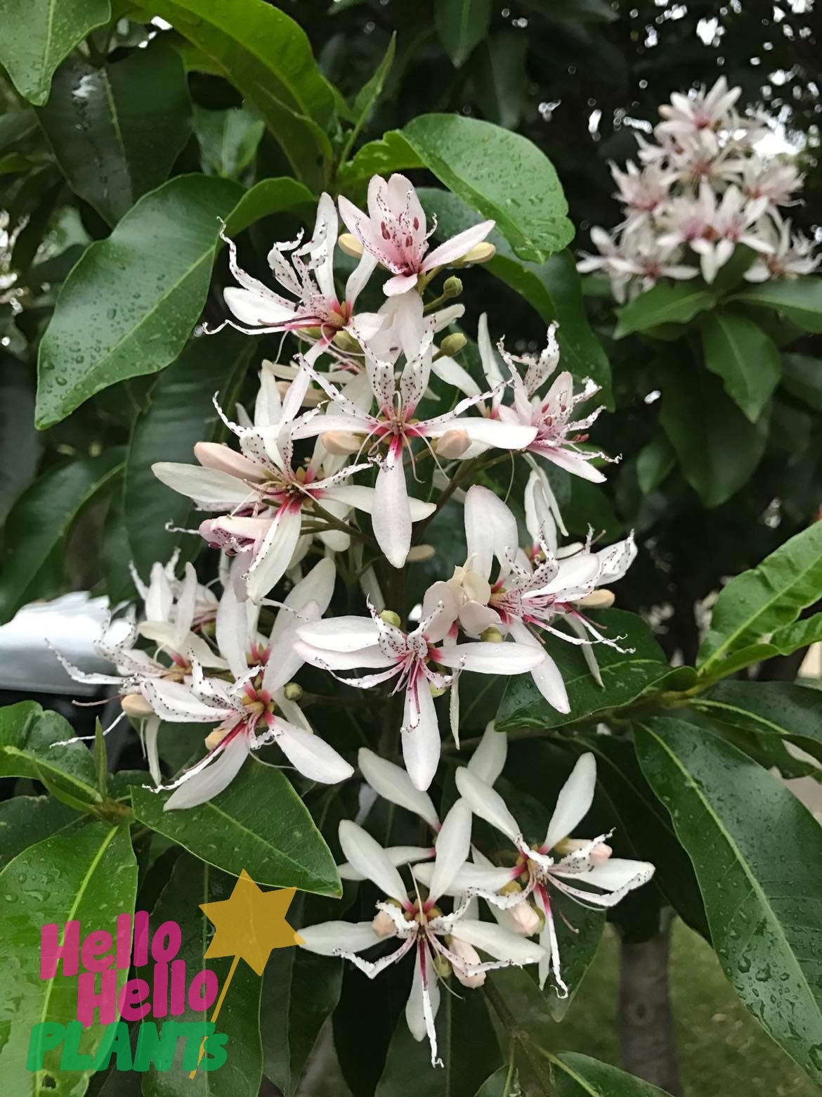 Calodendrum 'Cape Chestnut' Tree 24" Pot