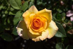 A Rose 'Gold Medal' Climber in full bloom with green leaves in the background, captured in natural sunlight.