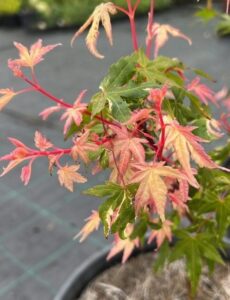 Acer 'Orido Nishiki' Japanese Maple in a 10" pot with green and red leaves, displayed outdoors on a grid-patterned surface.