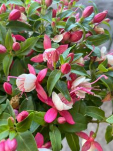 The Fuchsia Fuchsita® 'Deep Rose White' in a 15cm pot displays clusters of vibrant deep rose and white flowers, with green leaves and unopened buds glowing in natural light.