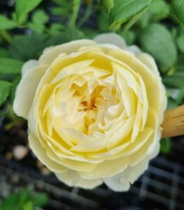 Close-up of Rose 'Claire' (David Austin), a pale yellow English rose in full bloom, surrounded by green leaves against a soft, blurred background.