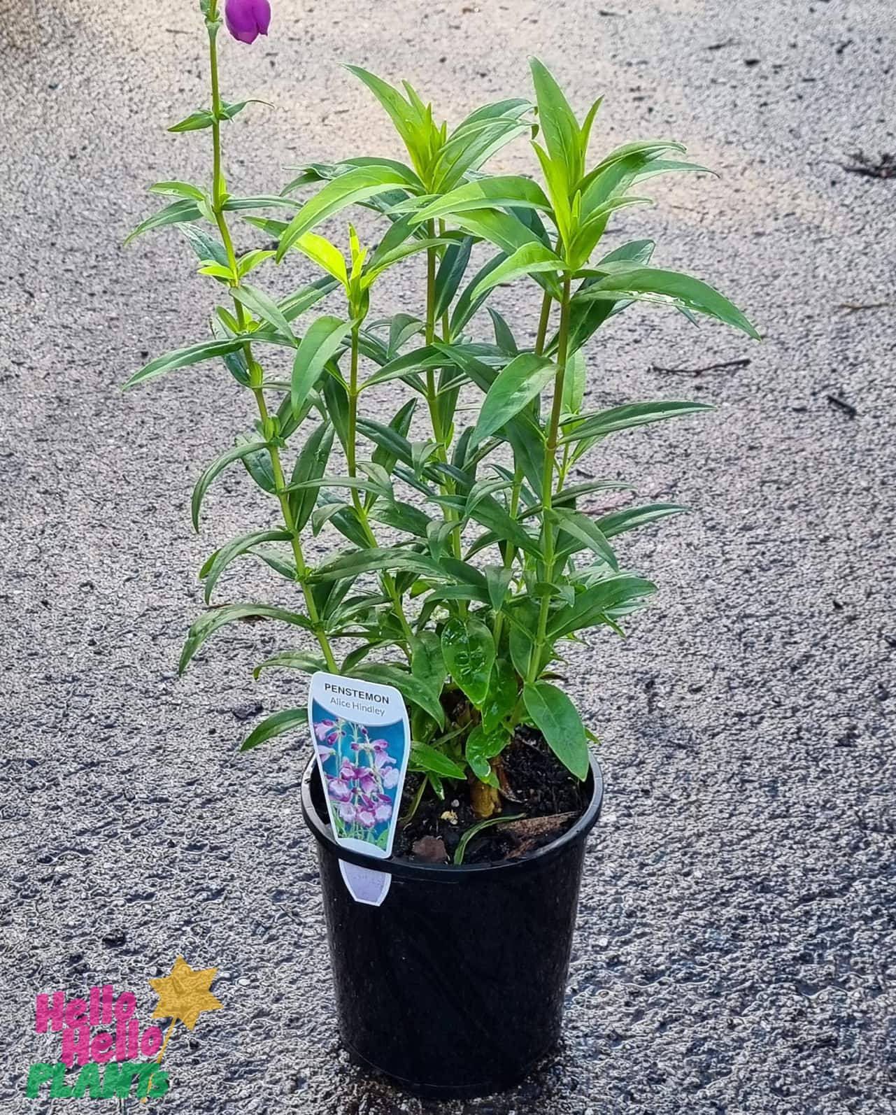 Penstemon 'Alice Hindley' 6" Pot