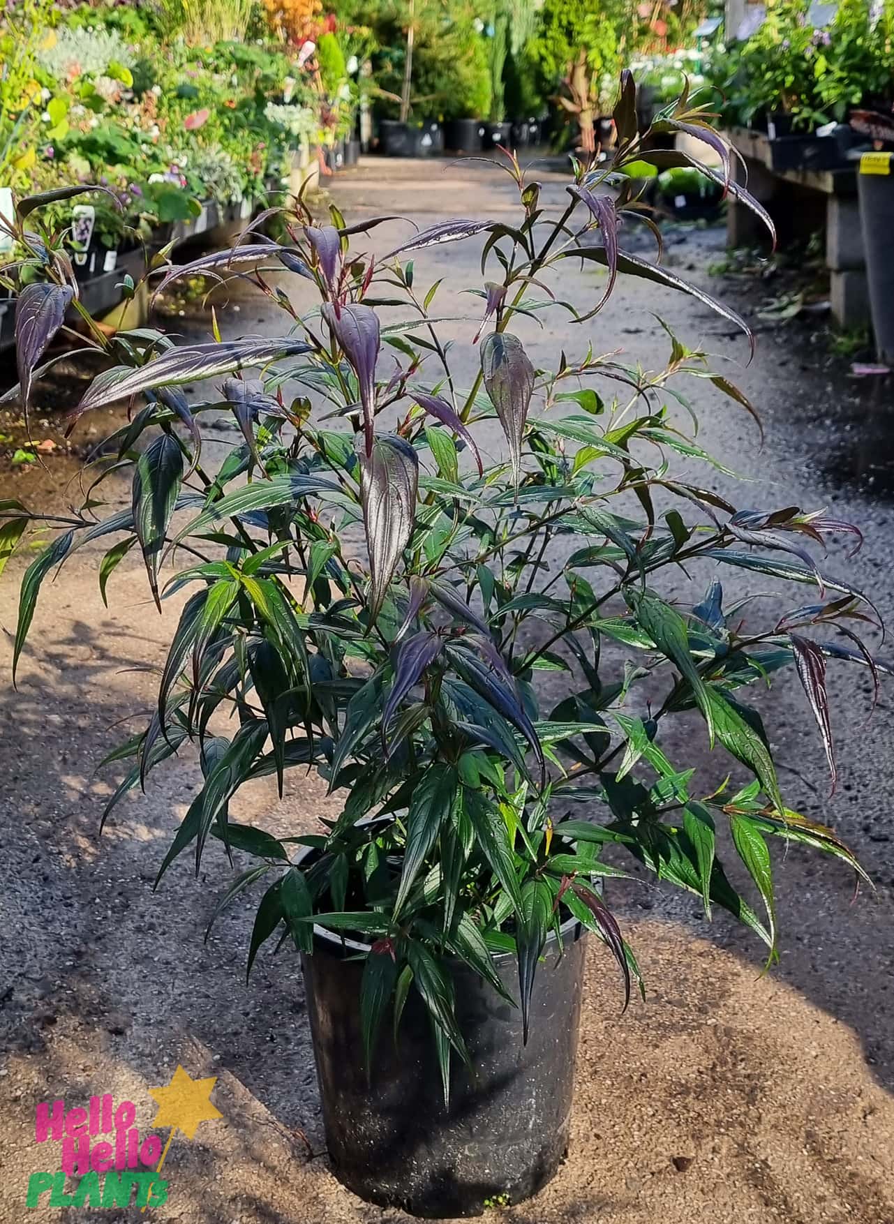Strobilanthes 'Goldfussia' 8" Pot