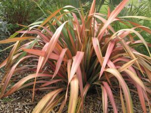 A large clump of pink and green variegated Phormium 'Maori Maiden' Flax 7" Pot features sword-shaped leaves growing in a mulched garden bed, with grass and other plants in the background.