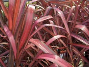 Close-up of dense, long, red and green striped leaves of Phormium 'Rainbow Maiden' Flax in a 7" pot, with light reflecting on their surfaces.