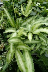A Pteris 'Silver Ribbon Fern' in a 6" pot features long, narrow, serrated leaves with silvery centers and dark green edges, set against a backdrop of other lush foliage.