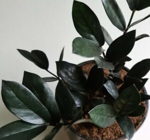 The Zamioculca 'Jungle Warrior' (Black Zanzibar) in a 7" pot features dark, glossy green leaves that stand out beautifully against a light background.