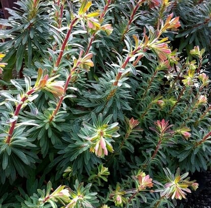 Euphorbia 'Ascot Liliput' in a 6" pot features tall, green leafy stems with narrow leaves and pink-yellow tinged tips—ideal for dense garden beds.