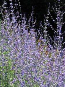 Perovskia 'Russian Sage' 6" Pot features dense tall spikes of purple flowers with green foliage at the base, creating a stunning display against a dark background—ideal for garden or container use.