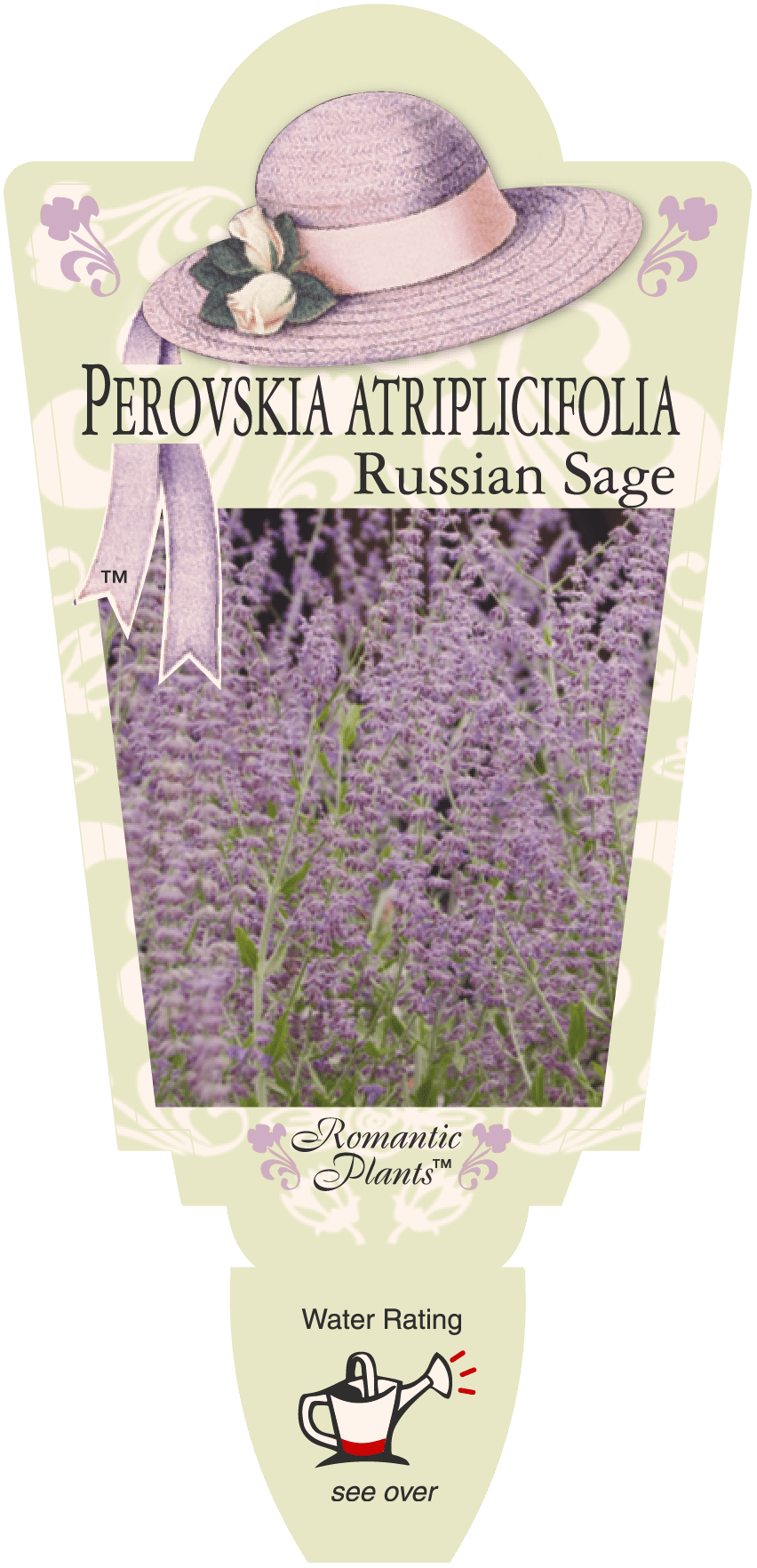 Perovskia 'Russian Sage' 6" Pot