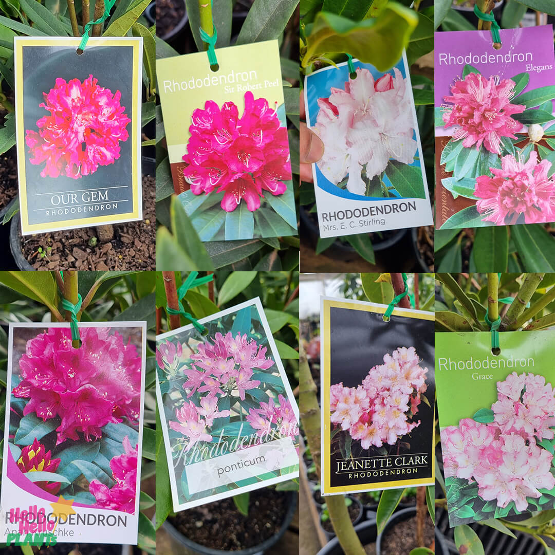Rhododendron 'Mixed' 8" Pot