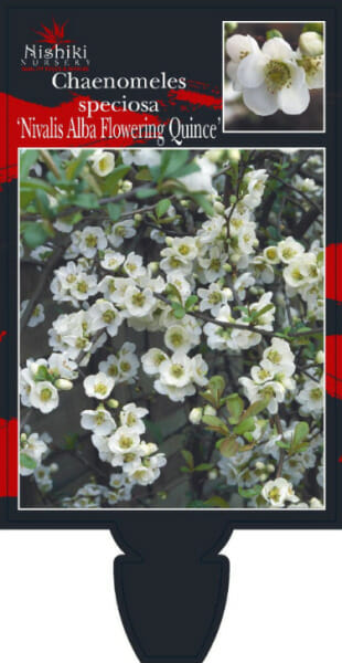 Hello Hello plants nursery melbourne victoria australia Chaenomeles speciosa Nivalis Alba Flowering Quince Front Label