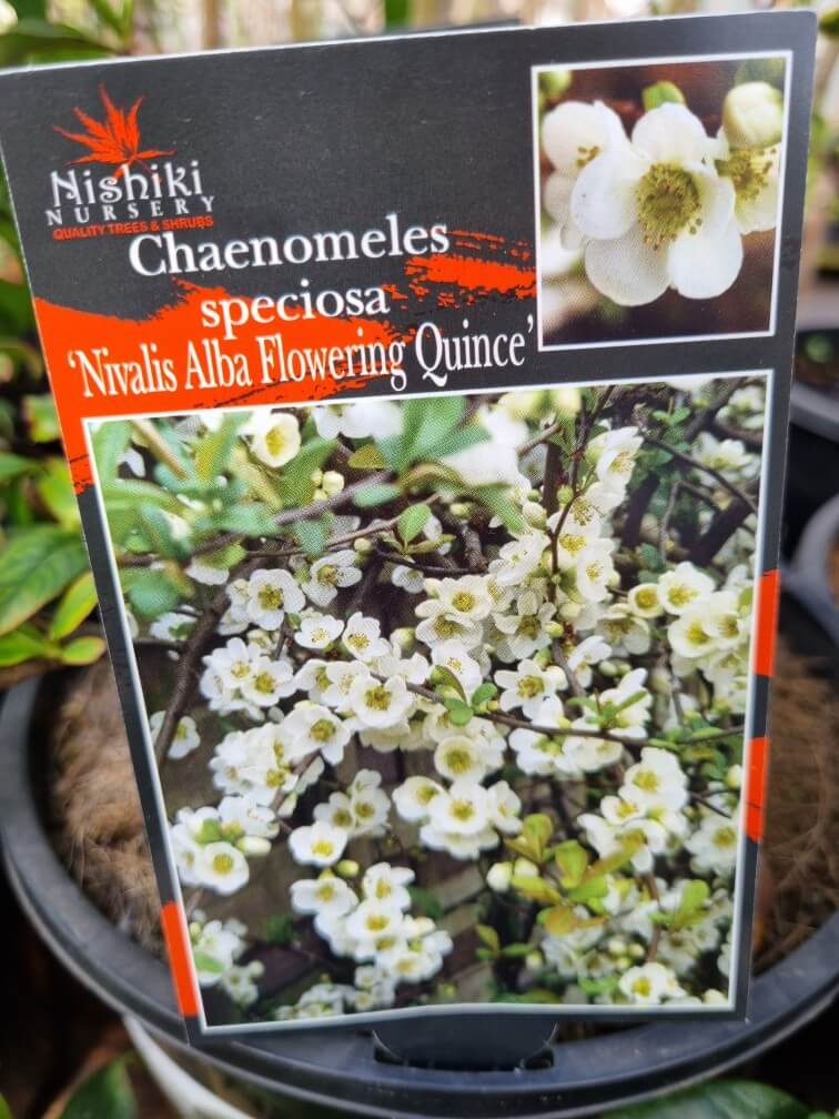 Chaenomeles 'White Flowering Quince'