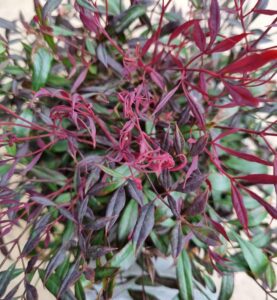 A close-up of Nandina ‘Colourscape’ in an 8" pot, featuring slender, pointed leaves in vibrant green and reddish-purple—ideal for bringing striking color to your space.