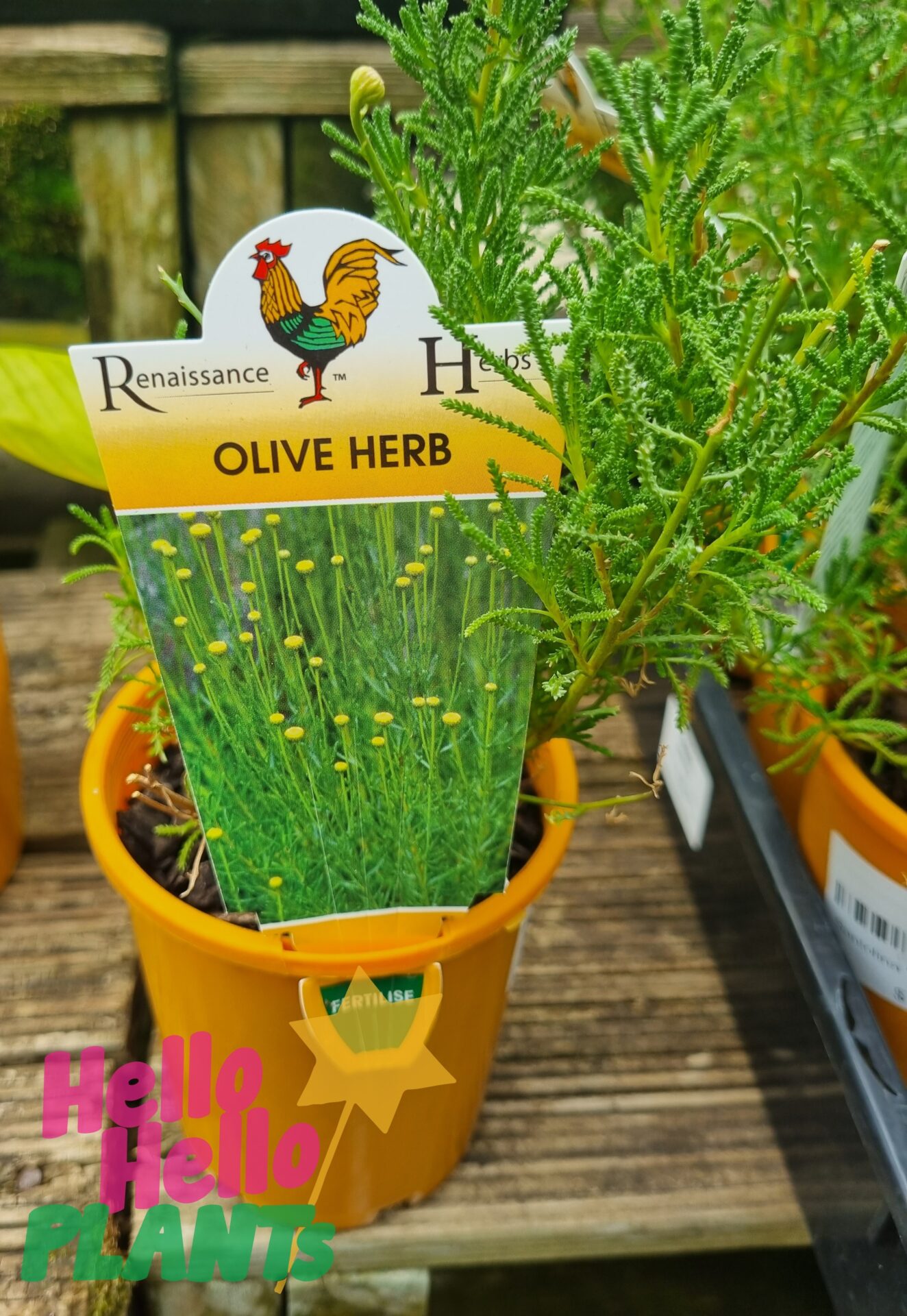 Santolina 'Olive Herb' 4" Pot