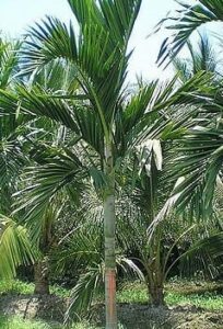 The Ptychosperma 'Solitaire Palm' in a 12" pot features a slender trunk with large green fronds. Perfect for patios or gardens, this young palm thrives in sunny spots and pairs well with other palms for decorative landscaping.