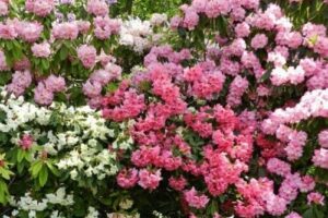 Clusters of blooming Rhododendron 'Mixed' in pink and white shades are densely packed among green foliage, perfect for display in an 8" pot.