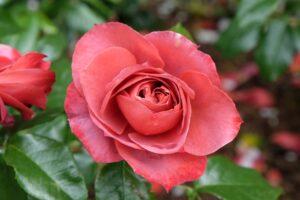 A close-up of Rose 'Hot Chocolate' showcasing its vibrant red petals and lush green leaves in the background.